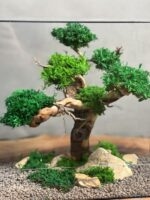 تراریوم درخت جاودان طرح آوای طبیعت
