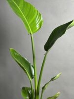 گیاه نخل نیکلای (پرنده بهشتی سفید)