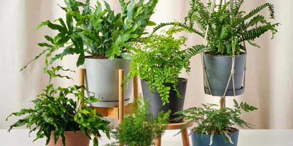 گیاهان آپارتمانی برای دکوراسیون بوهو