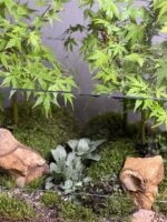 تراریوم لاکچری بنسای افرا طرح جنگل