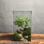 تراریوم بنسای پیتسپروم طرح مکعب زندگی