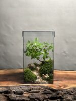 تراریوم بنسای پیتسپروم طرح مکعب زندگی