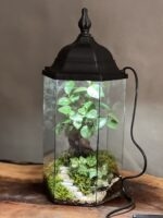 تراریوم چراغدار بنسای فیکوس طرح فانوس زندگی