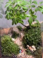 تراریوم بنسای پیتسپروم طرح مکعب زندگی