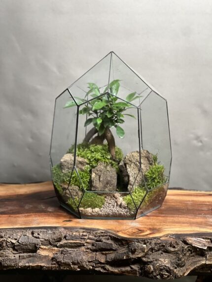 تراریوم لاکچری بنسای فیکوس طرح دره الماس