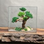 تراریوم درخت جاودان طرح آوای طبیعت
