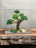 تراریوم درخت جاودان طرح آوای طبیعت