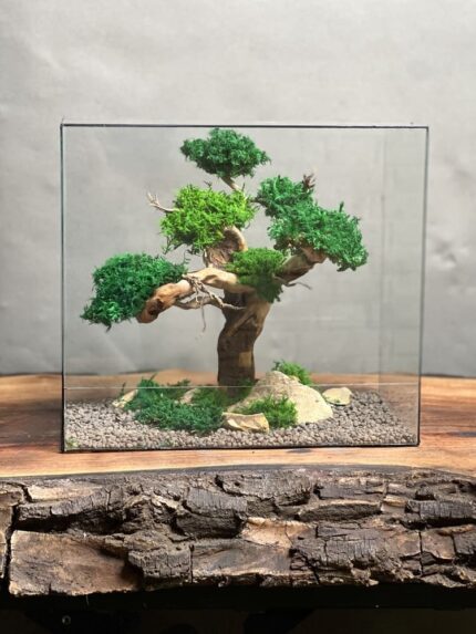 تراریوم درخت جاودان طرح آوای طبیعت