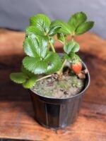 گیاه توت فرنگی