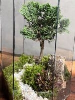 تراریوم بنسای کاج نانا طرح استوانه زندگی