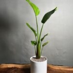 گیاه نخل نیکلای (پرنده بهشتی سفید)