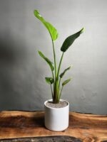 گیاه نخل نیکلای (پرنده بهشتی سفید)