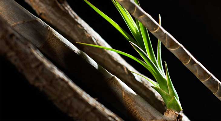 تکثیر گیاه دراسنا پرچمی