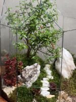 تراریوم بنسای انار طرح وایت استیرز