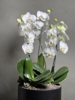 گیاه ارکیده سفید سه بوته