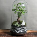 تراریوم بنسای فیکوس طرح گری پلاس