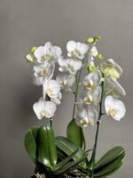 گیاه ارکیده سفید سه بوته