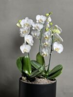 گیاه ارکیده سفید سه بوته