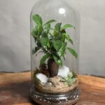 تراریوم بنسای فیکوس طرح مینی کلاسیک