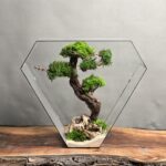 تراریوم درخت جاودان طرح مثلث طبیعت