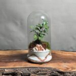 تراریوم بنسای مینی طرح وایت اورنج