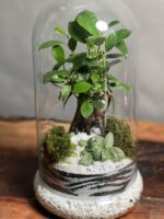 تراریوم بنسای فیکوس طرح وایت تایگر