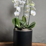 گیاه ارکیده سفید سه بوته