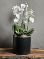 گیاه ارکیده سفید سه بوته