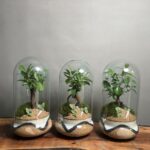 گیفت شرکتی ۳ عدد تراریوم بنسای فیکوس طرح بلک یلو