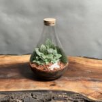 تراریوم رطوبتی طرح مینی پوپک