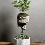 بنسای فیکوس رتوزا طرح استاروار