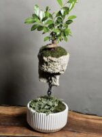 بنسای فیکوس رتوزا طرح استاروار