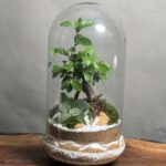 تراریوم بنسای فیکوس طرح بیگ‌ یلو