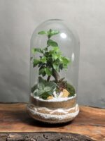 تراریوم بنسای فیکوس طرح بیگ یلو
