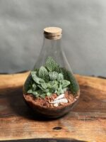 تراریوم رطوبتی طرح مینی پوپک