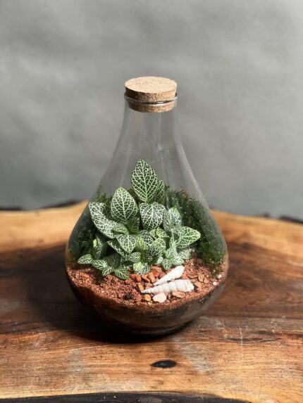 تراریوم رطوبتی طرح مینی پوپک