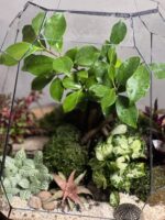 تراریوم بنسای فیکوس طرح بیگ بگ
