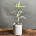 گیاه بامبو خاکی سیلور