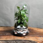 تراریوم بنسای فیکوس طرح مینی تیری کالر