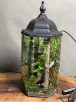 موساریوم چراغدار طرح جنگل بامبو چین
