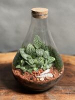تراریوم رطوبتی طرح مینی پوپک