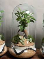 گیفت شرکتی ۳ عدد تراریوم بنسای فیکوس طرح بلک یلو