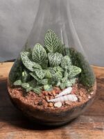 تراریوم رطوبتی طرح مینی پوپک