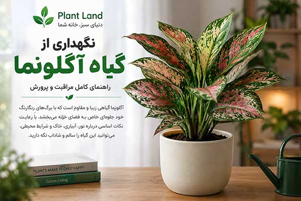 نگهداری از گیاه آگلونما