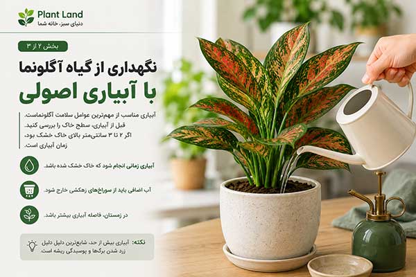 نگهداری از گیاه آگلونما