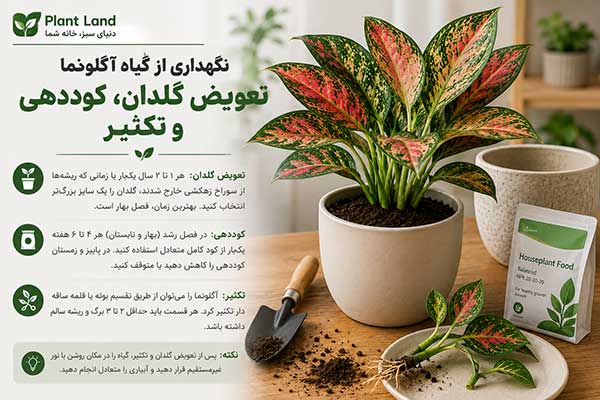 نگهداری از گیاه آگلونما