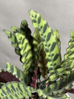 گیاه مارانتا طاووسی