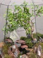 تراریوم بنسای انار طرح دره ی سرخ
