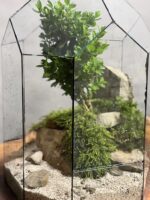 تراریوم بنسای ژاپونیکا طرح ساحل