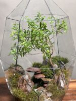 تراریوم بنسای انار طرح دره ی سرخ